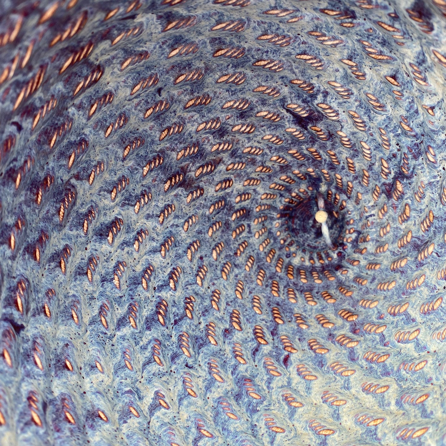 Enclave Vessel - Honey Merlot Two